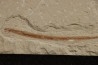 Hayenchelus germanus (Hay, 1903)- Cénomanian  Hgula - Byblos - LIBANON