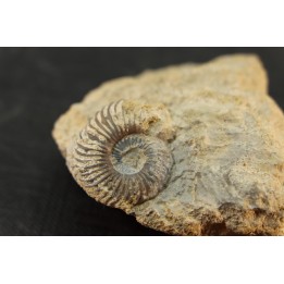 Schlotheimia gr. angulata (Schlotheim, 1820)  upper Hettangian  Nancy - FRANCE