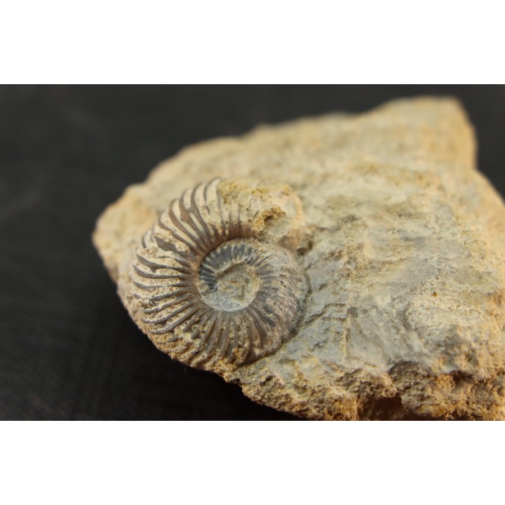 Schlotheimia gr. angulata (Schlotheim, 1820)  Hettangien superieur  Nancy - FRANCE