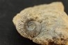 Schlotheimia gr. angulata (Schlotheim, 1820) Hettangien superieur Nancy - FRANCE