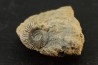 Schlotheimia gr. angulata (Schlotheim, 1820)  upper Hettangian  Nancy - FRANCE