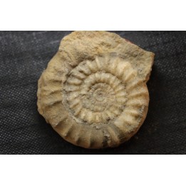 Echioceras raricostatoides (Vadaz)  upper Sinemurian   Pulnoy, FRANCE