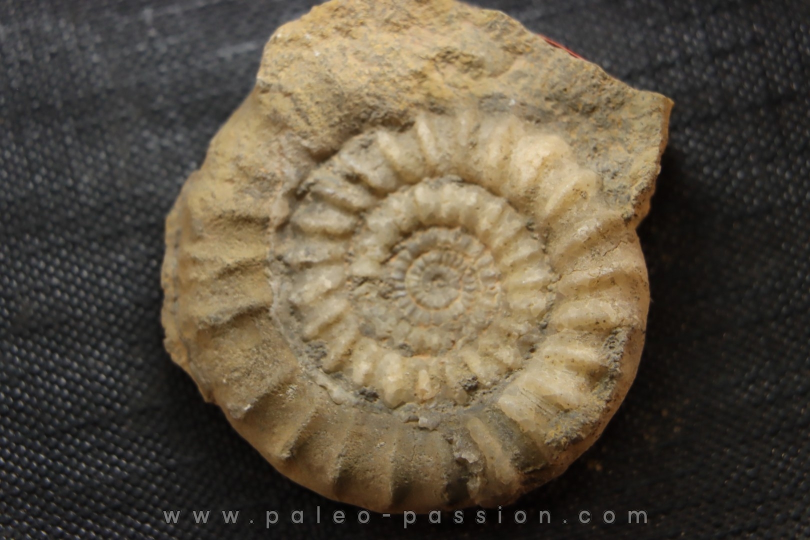 Echioceras raricostatoides (Vadaz) Sinemurien superieur - Pulnoy, FRANCE