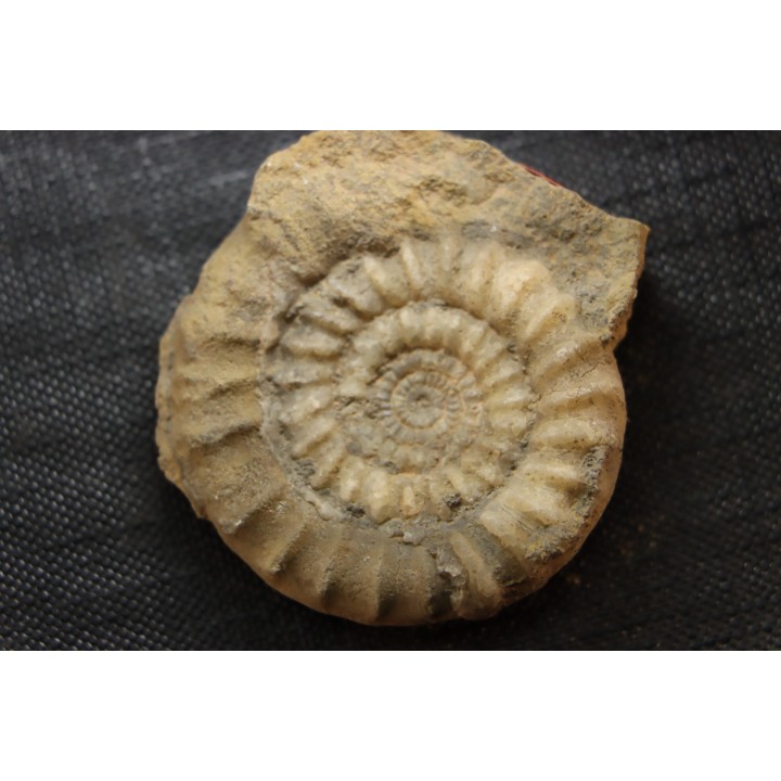 Echioceras raricostatoides (Vadaz)  upper Sinemurian   Pulnoy, FRANCE