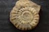 Echioceras raricostatoides (Vadaz) Sinemurien superieur - Pulnoy, FRANCE
