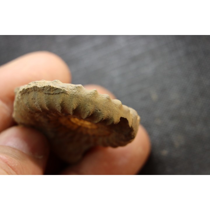 Echioceras raricostatoides (Vadaz)  Sinemurien superieur - Pulnoy,  FRANCE