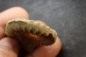 Echioceras raricostatoides (Vadaz) Sinemurien superieur - Pulnoy, FRANCE