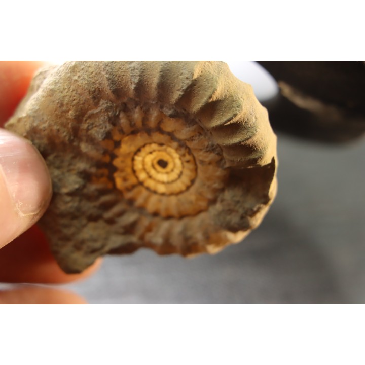 Echioceras raricostatoides (Vadaz)  upper Sinemurian   Pulnoy, FRANCE