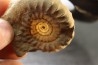 Echioceras raricostatoides (Vadaz) Sinemurien superieur - Pulnoy, FRANCE
