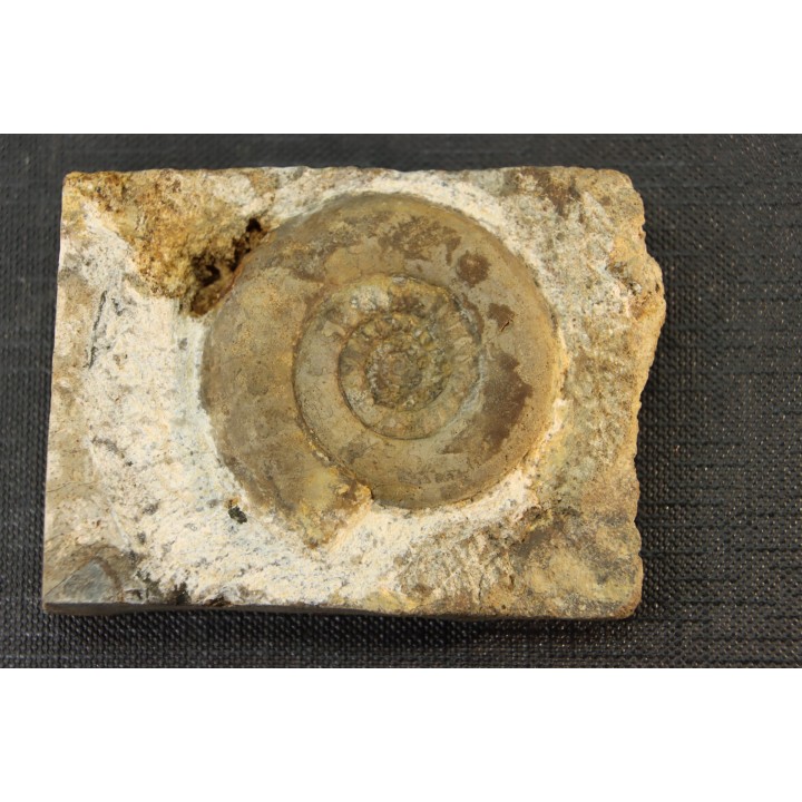 Leptechioceras macdonnelli  upper Sinemurian   Pulnoy, FRANCE