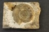 Leptechioceras macdonnelli  Sinemurien superieur - Pulnoy,  FRANCE