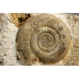 Leptechioceras macdonnelli  Sinemurien superieur - Pulnoy,  FRANCE