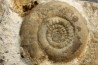 Leptechioceras macdonnelli  Sinemurien superieur - Pulnoy,  FRANCE