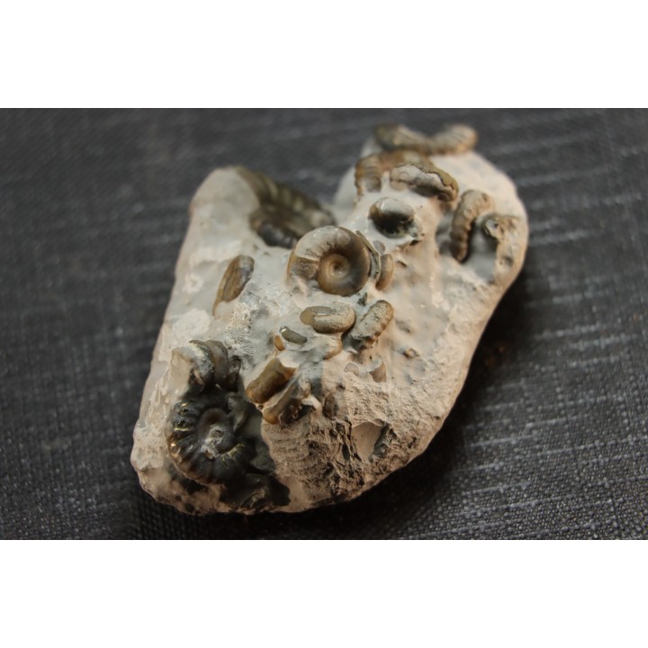 Promicroceras planicosta  upper Sinemurian   Pulnoy, FRANCE