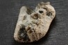 Promicroceras planicosta  upper Sinemurian   Pulnoy, FRANCE
