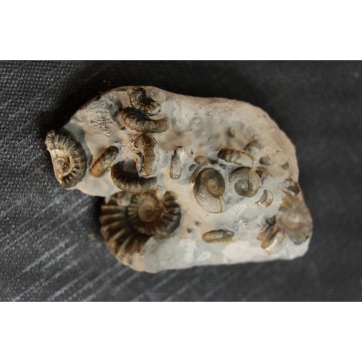 nodule à Promicroceras planicosta - Sinemurien superieur - Pulnoy,  FRANCE