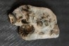 nodule à Promicroceras planicosta - Sinemurien superieur - Pulnoy, FRANCE