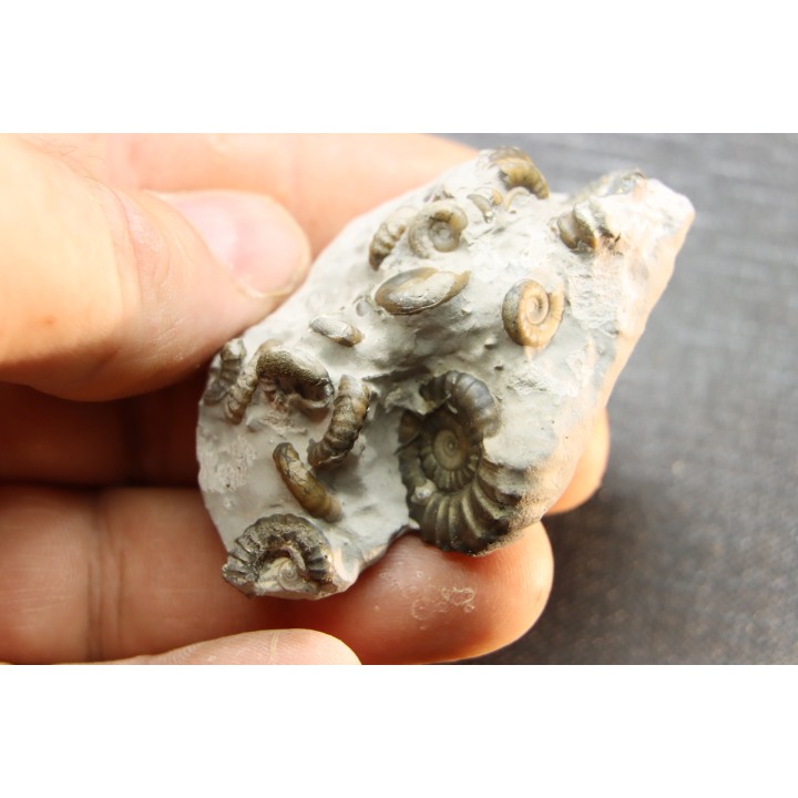 Promicroceras planicosta  upper Sinemurian   Pulnoy, FRANCE