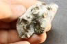 nodule à Promicroceras planicosta - Sinemurien superieur - Pulnoy, FRANCE