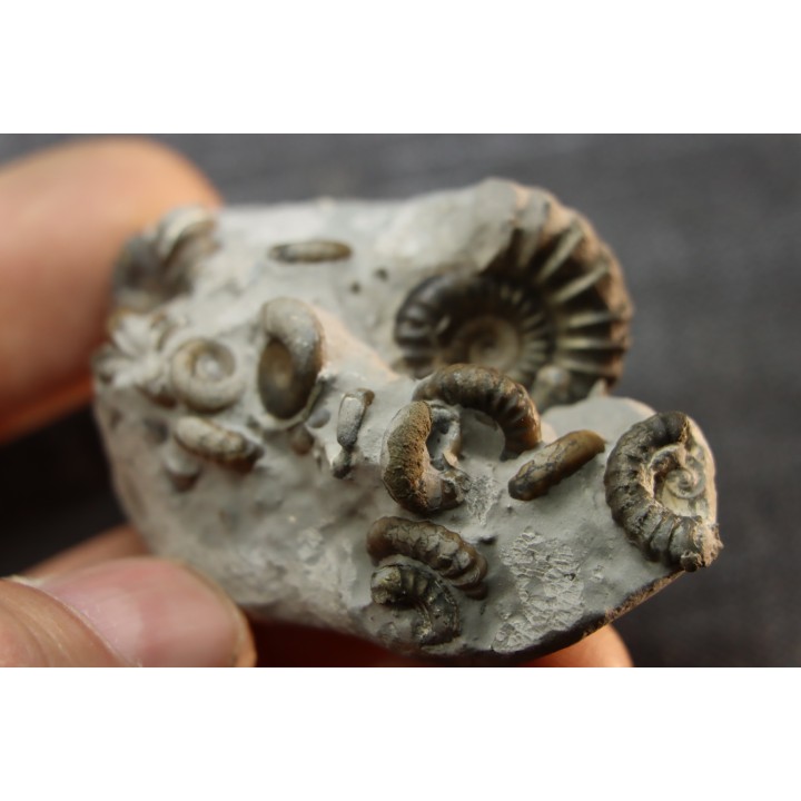 nodule à Promicroceras planicosta - Sinemurien superieur - Pulnoy,  FRANCE