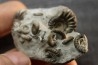 nodule à Promicroceras planicosta - Sinemurien superieur - Pulnoy, FRANCE