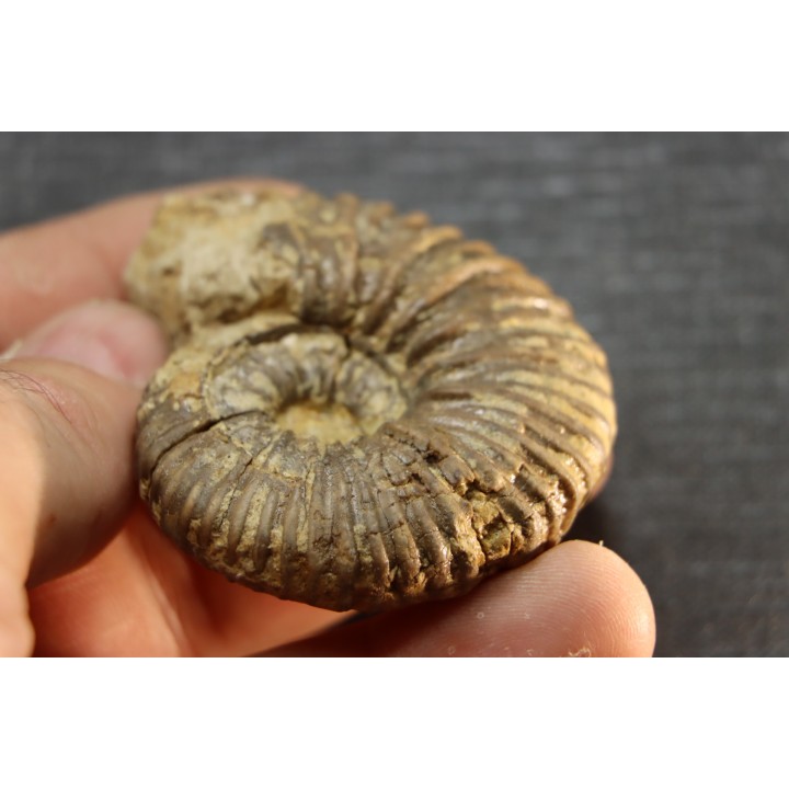 Elsaella tiskatinensis (Luber & alii, 2017) Aptien région d'agadir, Maroc