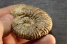 Elsaella tiskatinensis (Luber & alii, 2017) Aptien région d'agadir, Maroc