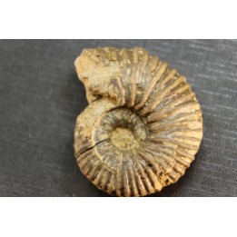 Elsaella tiskatinensis (Luber & alii, 2017) Aptien région d'agadir, Maroc