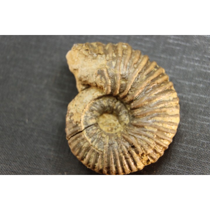 Elsaella tiskatinensis (Luber & alii, 2017) Aptien région d'agadir, Maroc