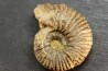 Elsaella tiskatinensis (Luber & alii, 2017) Aptien région d'agadir, Maroc