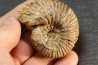 Elsaella tiskatinensis (Luber & alii, 2017) Aptian Agadir area , Morocco