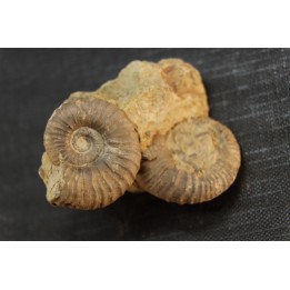 Elsaella tiskatinensis (Luber & alii, 2017) Aptian Agadir area , Morocco