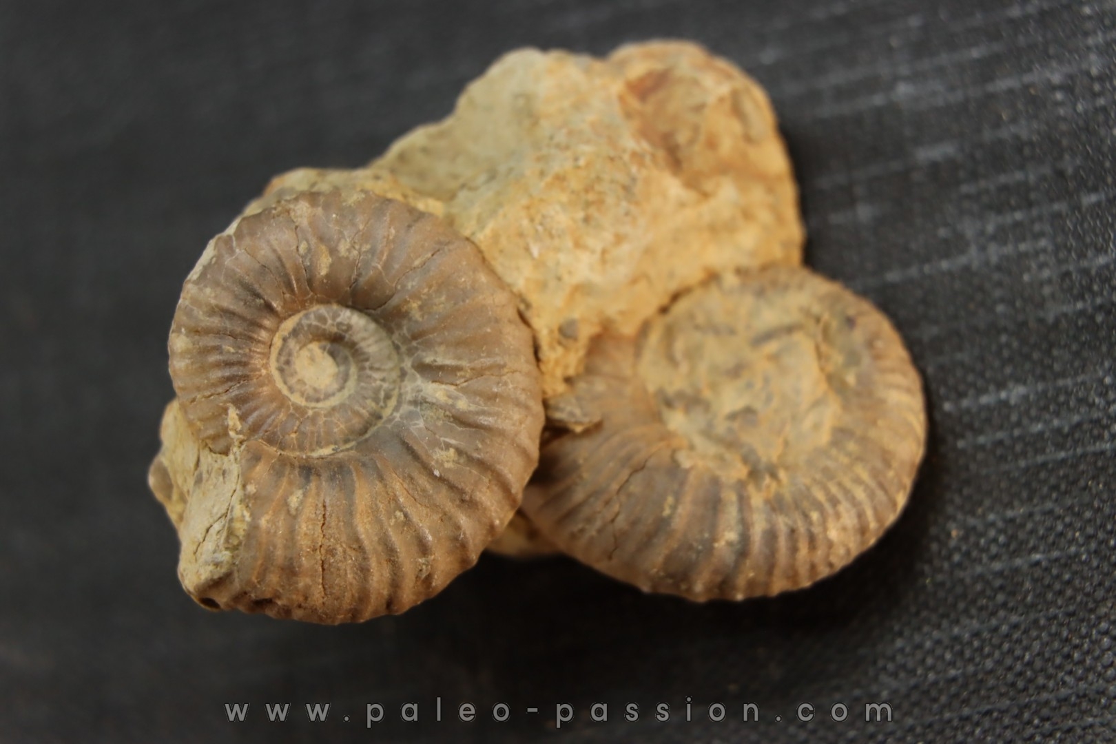 Elsaella tiskatinensis (Luber & alii, 2017) Aptien région d'agadir, Maroc