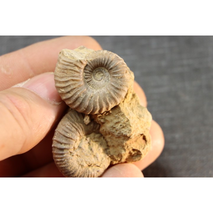 Elsaella tiskatinensis (Luber & alii, 2017) Aptien région d'agadir, Maroc