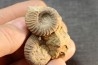 Elsaella tiskatinensis (Luber & alii, 2017) Aptien région d'agadir, Maroc