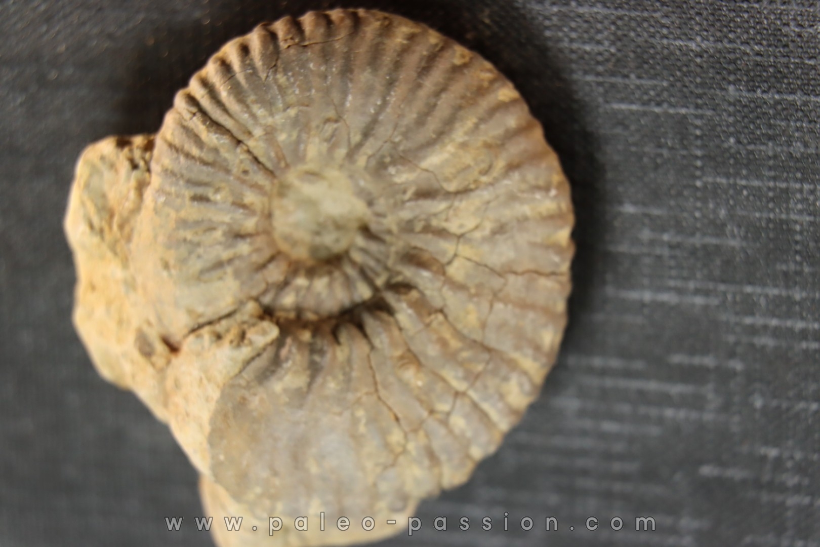 Elsaella tiskatinensis (Luber & alii, 2017) Aptien région d'agadir, Maroc