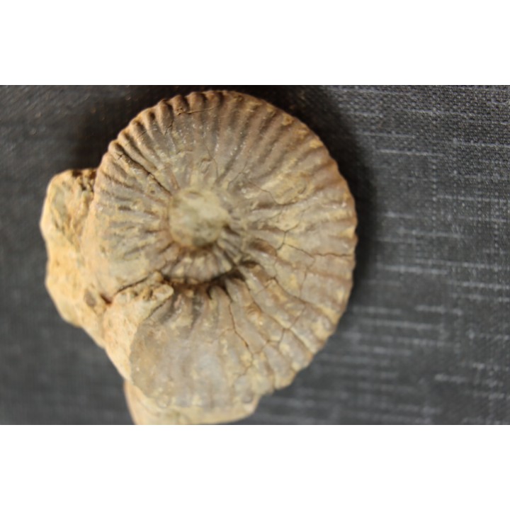 Elsaella tiskatinensis (Luber & alii, 2017) Aptian Agadir area , Morocco