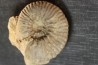 Elsaella tiskatinensis (Luber & alii, 2017) Aptian Agadir area , Morocco