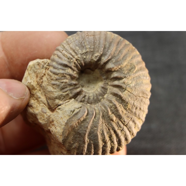 Elsaella tiskatinensis (Luber & alii, 2017) Aptien région d'agadir, Maroc