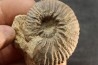Elsaella tiskatinensis (Luber & alii, 2017) Aptien région d'agadir, Maroc