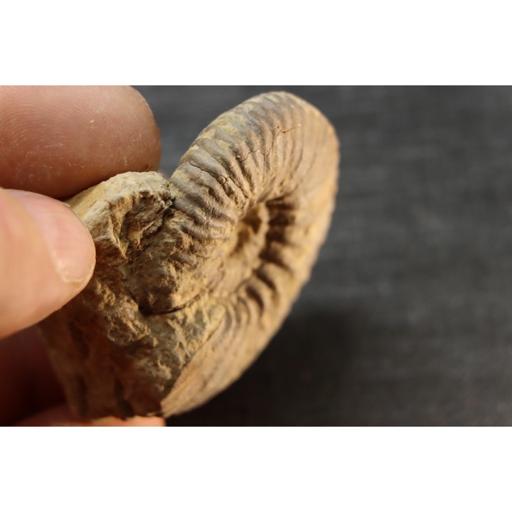 Elsaella tiskatinensis (Luber & alii, 2017) Aptian Agadir area , Morocco