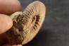 Elsaella tiskatinensis (Luber & alii, 2017) Aptien région d'agadir, Maroc