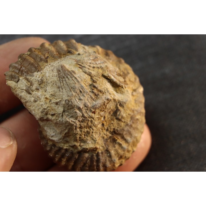 Elsaella tiskatinensis (Luber & alii, 2017) Aptian Agadir area , Morocco