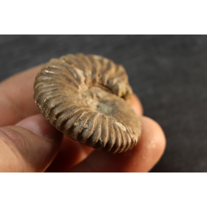 Elsaella tiskatinensis (Luber & alii, 2017) Aptien région d'agadir, Maroc