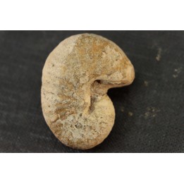 Scaphites reesidei campanien Madagascar