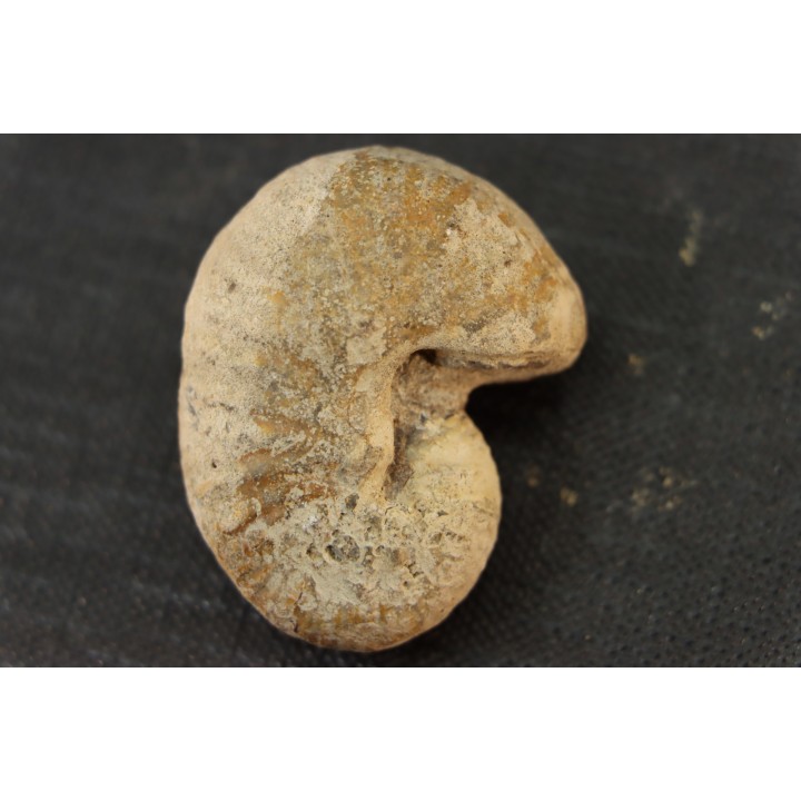 Scaphites reesidei campanien Madagascar