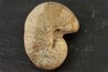 Scaphites reesidei campanien Madagascar