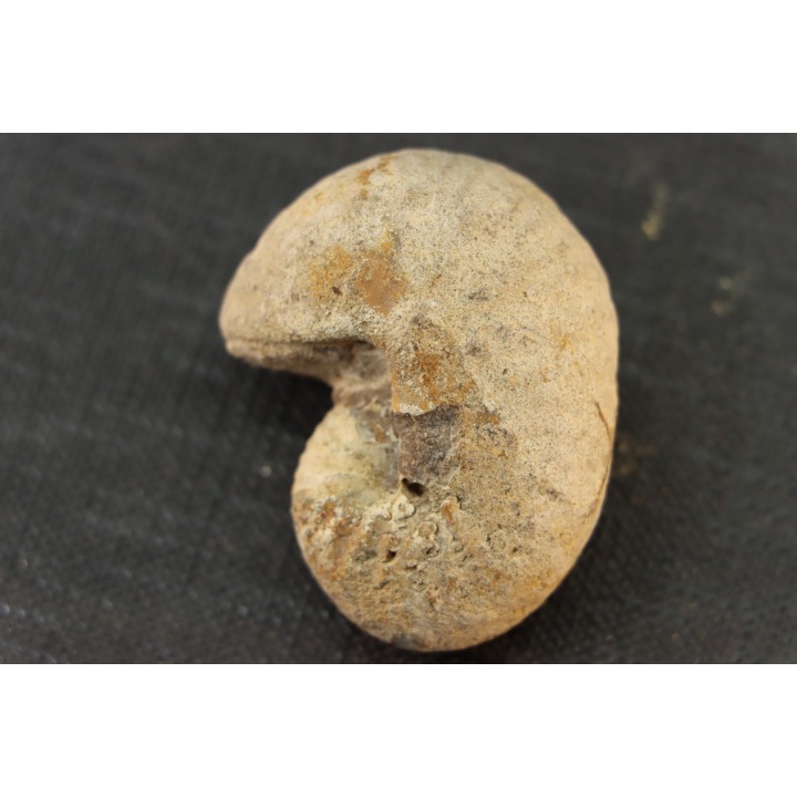 Scaphites reesidei campanien Madagascar