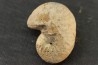 Scaphites reesidei campanien Madagascar