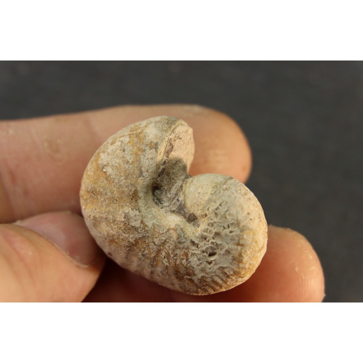 Scaphites reesidei campanien Madagascar